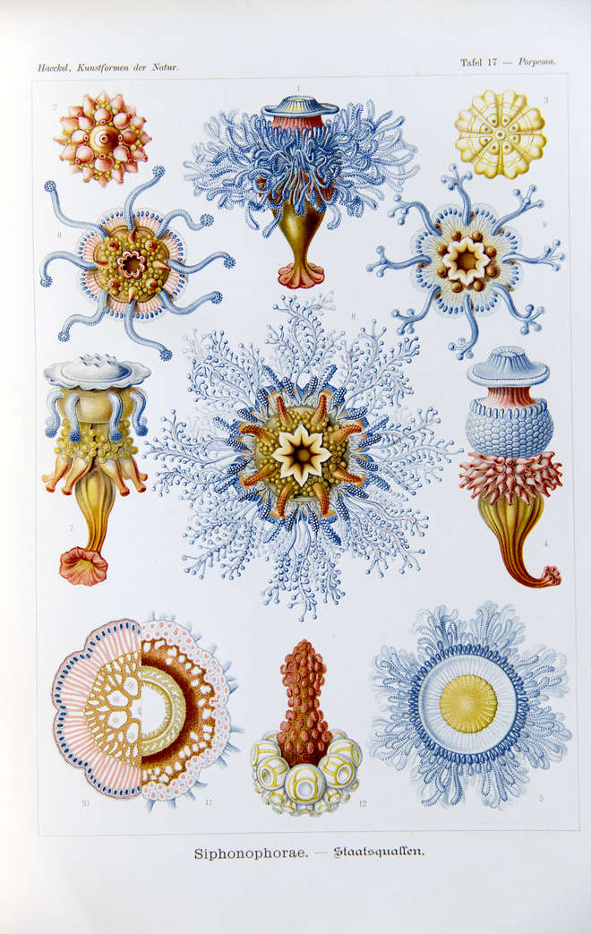 Colourful illustration of marine invertebrates of the Siphonophorae
