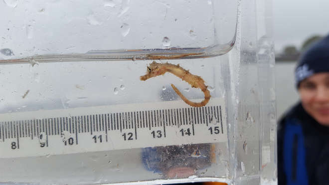 A short-snouted seahorse in the Thames being measure by ZSL's conservation team