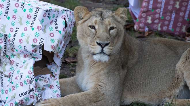 Asiatic lioness with Christmas presents