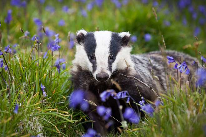 There is little evidence that badger culling offers a solution to halting the spread of TB