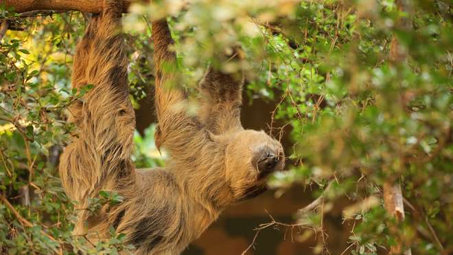 Sloth in Rainforest Life at ZSL London Zoo