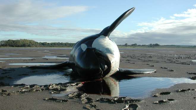 Killer whale on beach 