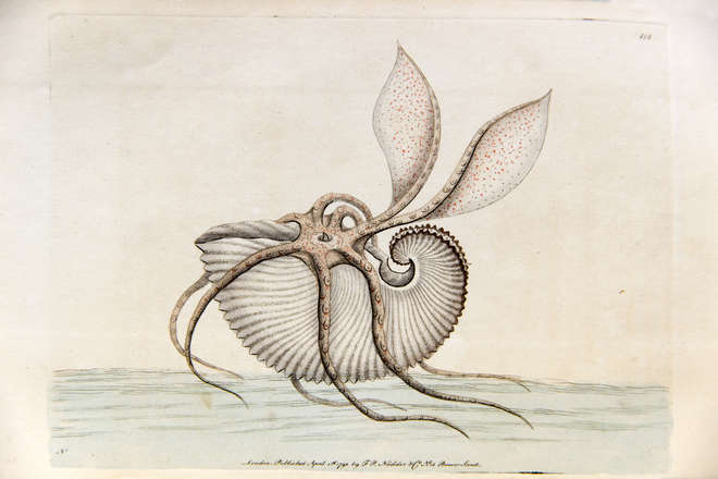 Colour illustration of a sailing paper nautilus 