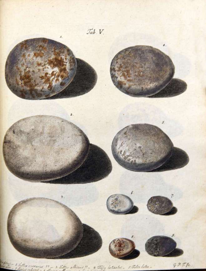 Colour illustration of 9 species of bird eggs published in 1766