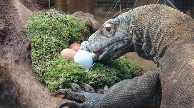 Komodo dragon Ganas enjoys eggs at ZSL London Zoo