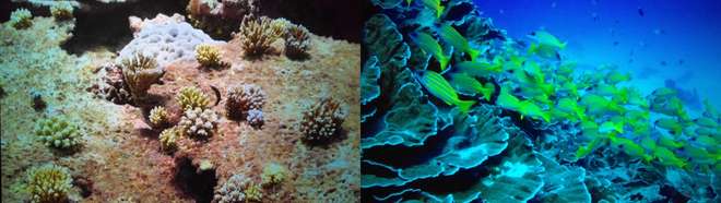 Recovering corals and plate coral for blog in BIOT