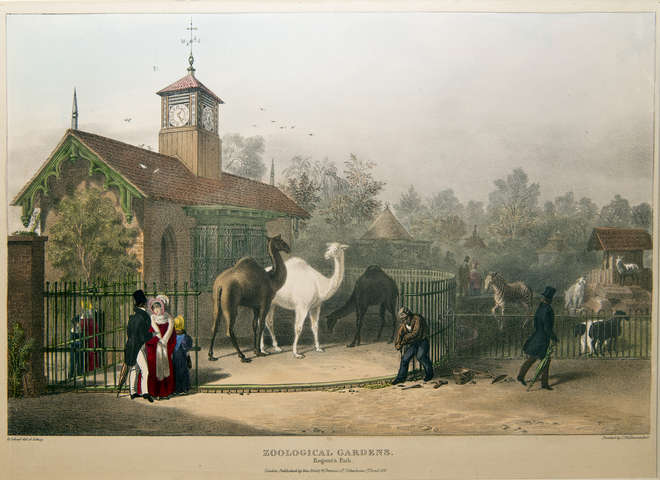 Colour illustration of the Llama Hut with added clocktower circa 1835 with camels, goats and a zebra