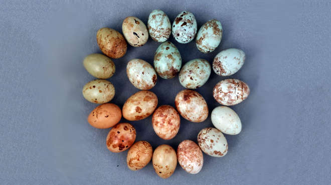 Bird eggs