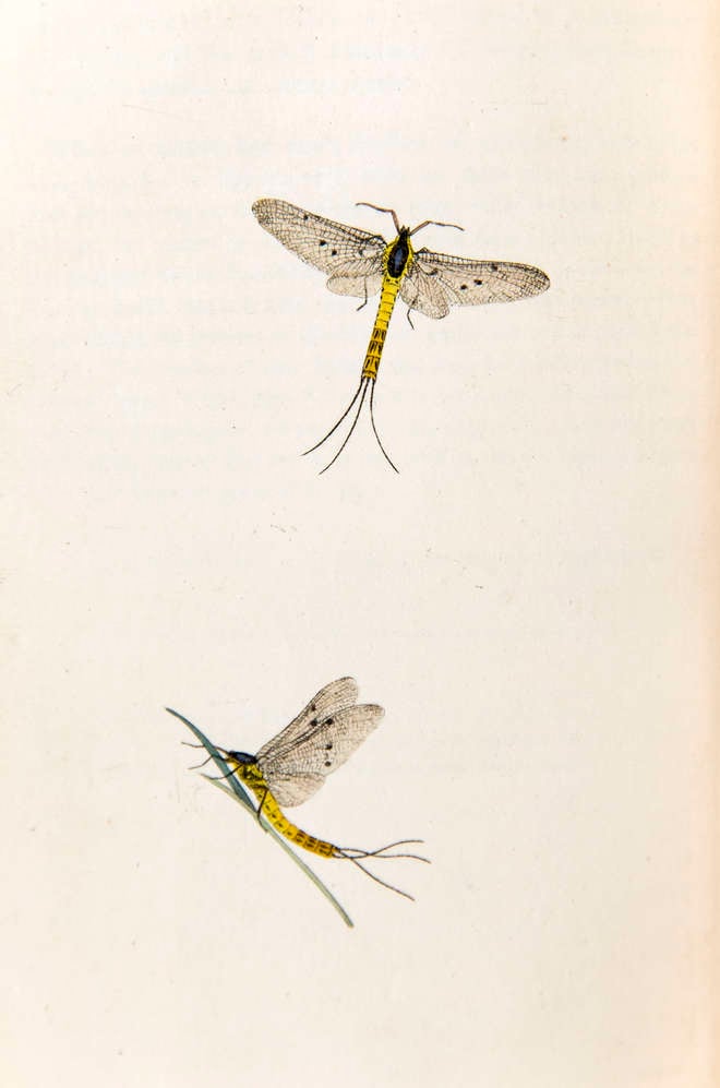 Two adult mayflys, one on a plant and the other in flight