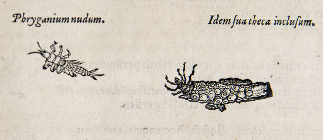 Woodcut illustration of cased and caseless caddis fly larvae