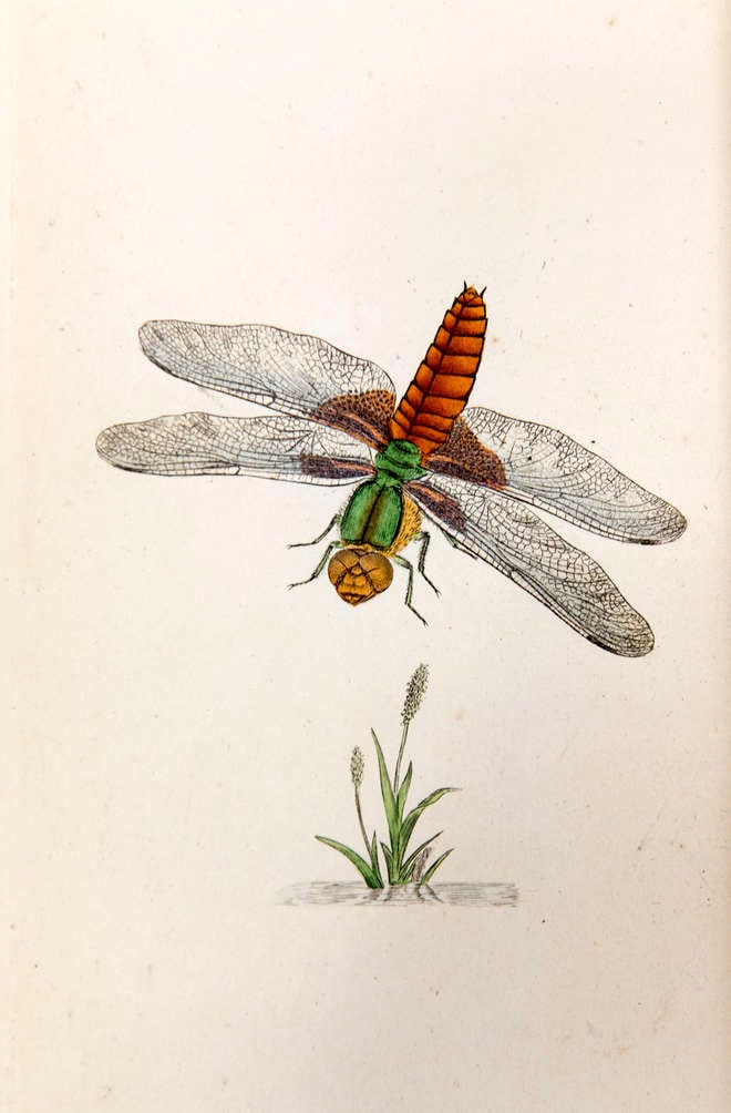 Illustration of an adult dragonfly in flight