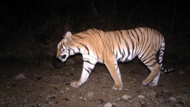 Camera trap footage of tiger at night