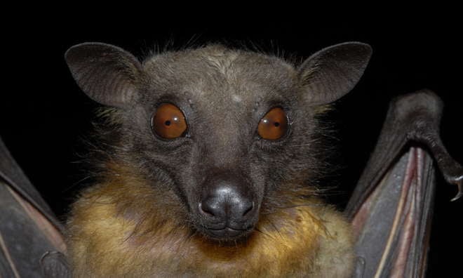 Straw-Coloured Fruit Bat (Eidolon Helvum)