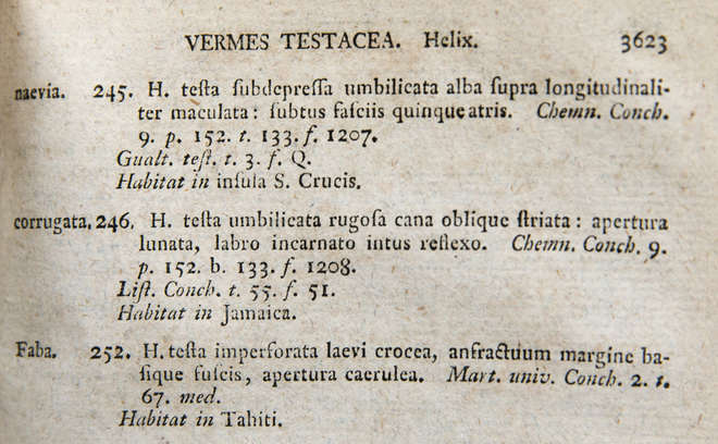 Text showing first use of the name Helix faba