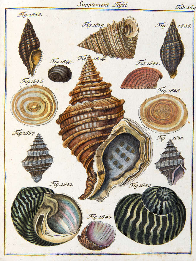 Colour illustration of various shells collected on Captain Cook's expeditions