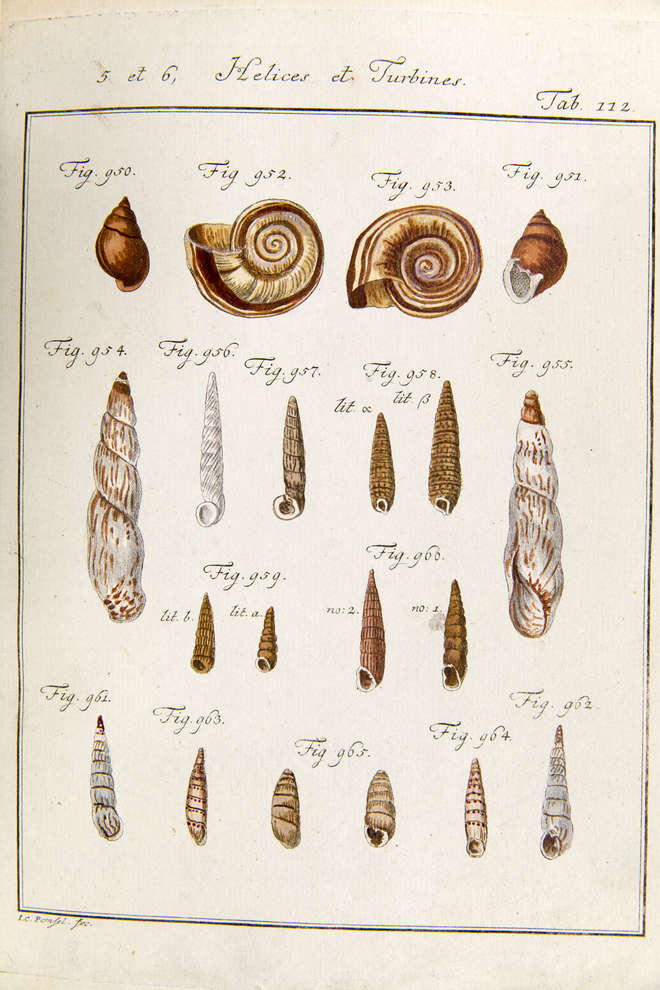 Colourful illustrations of shells including Partula otaheitana