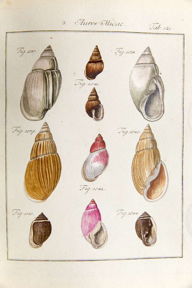 Colour illustrations of shells including Partula faba