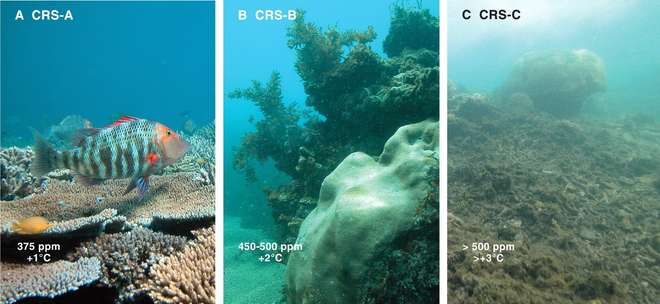 Sea temperature rise and the effect on reef life