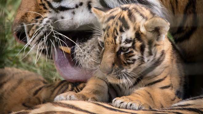 Amur tiger cub with mum Naya at ZSL Whipsnade Zoo