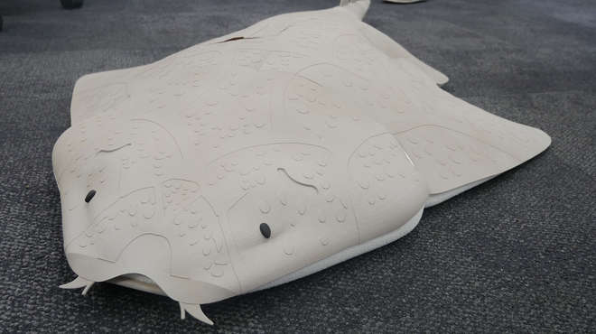 Close up of the angelshark model
