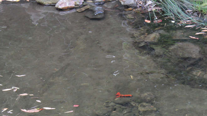 Euastacus sp crayfish in river
