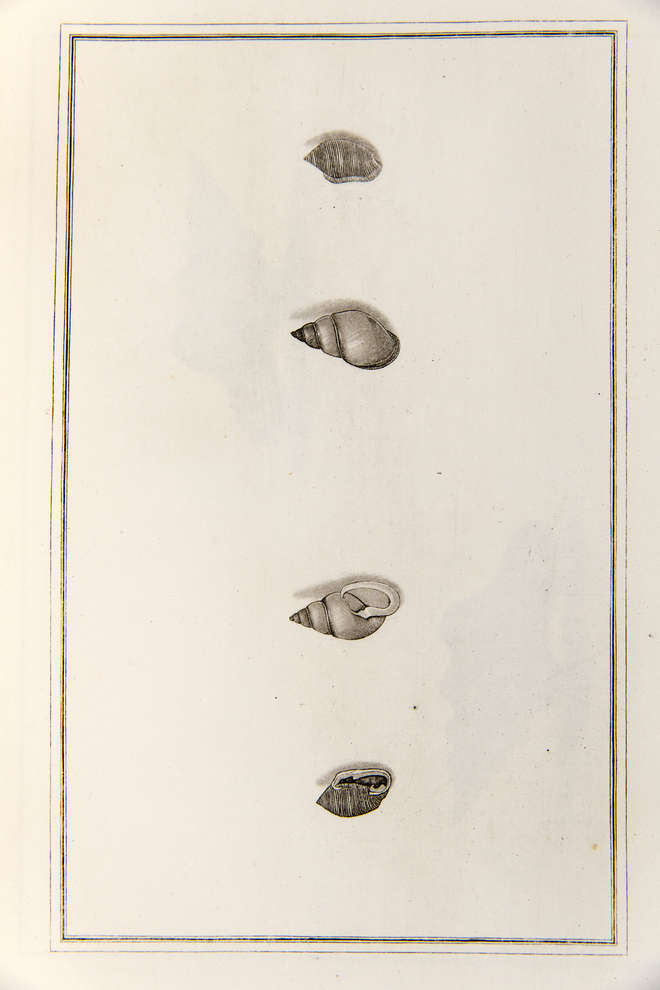 Uncoloured illustrations of 4 shells, two at the centre are Partula