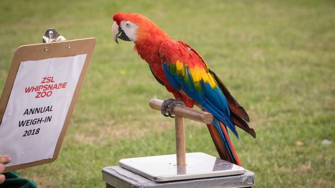 Macaw at annual weigh in at ZSL Whipsnade Zoo