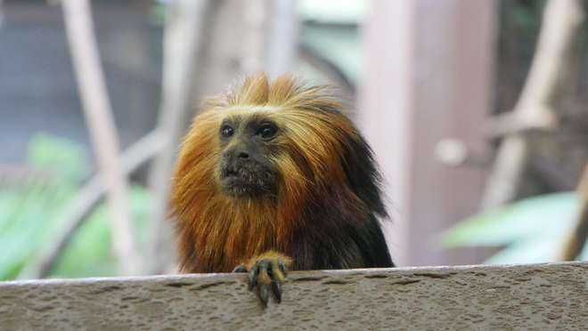 Bandit – our golden lion-headed tamarin at ZSL London Zoo 