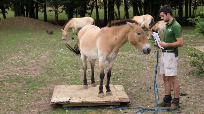 Przewalski's horses at Whipsnade annual weigh in