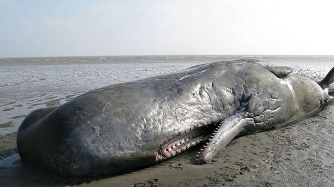 Sperm whale stranded in Pegwell Bay