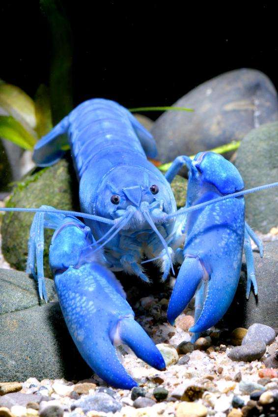 Blue crayfish