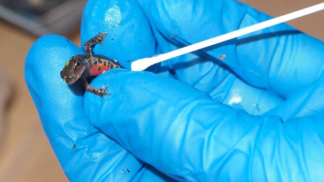Scientists use a swab to check a Bosca's newt for infection