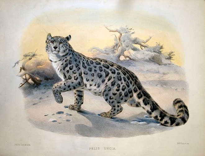 A coloured illustration of a snow leopard