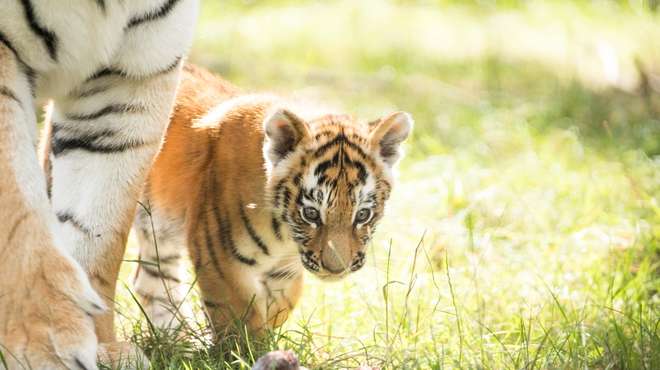 Amur tiger cub Czar