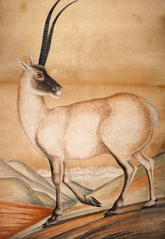 A large colour painting of a chiru, a Tibetan antelope