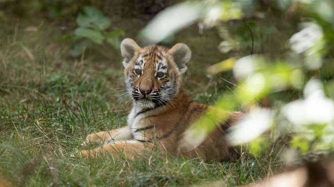 Dimitri the Amur tiger cub