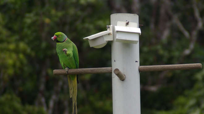 Echo parakeet sat on a perch, feeding