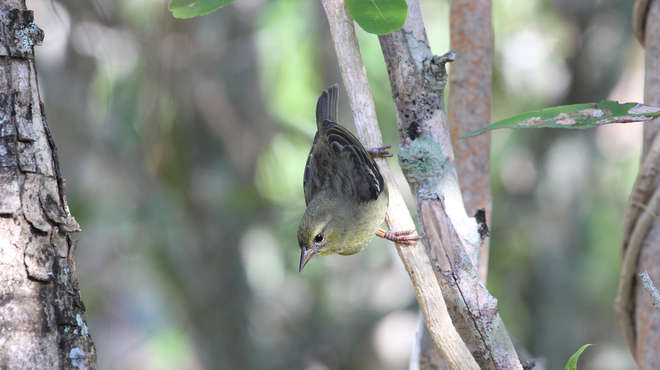 A female Mauritius Fody perch on a branch