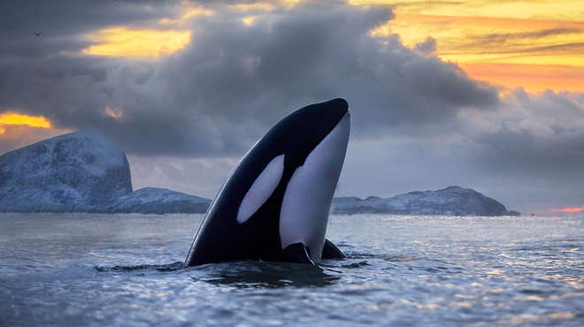 A killer whale breaching the waves with sunset in background