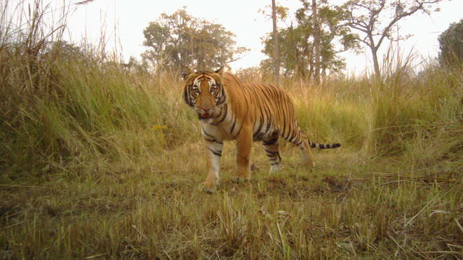 Tiger looking directly at camera