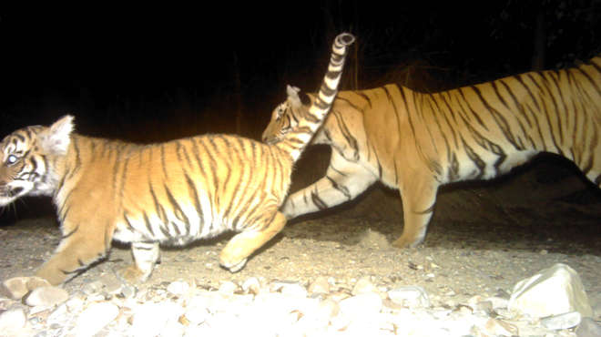 Tiger and cub walking past at night