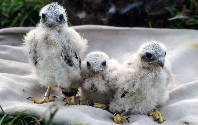 3 Mauritius kestrel chicks huddled together