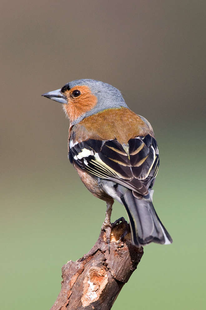 Male chaffinch perched on a branch