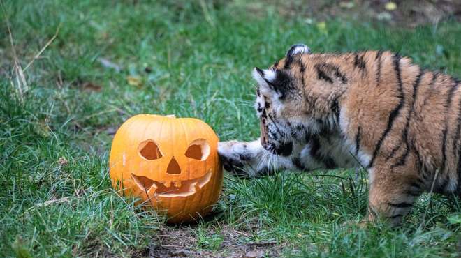 Amur tiger cub with pumpkin