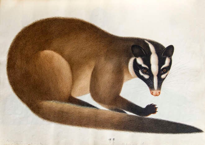 Drawing of a Chinese ferret badger