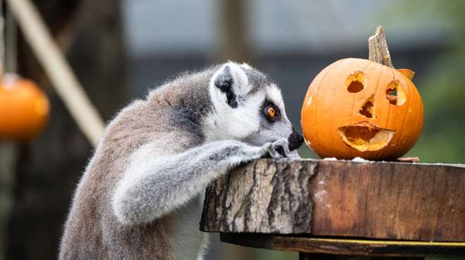 Lemur and pumpkin at ZSL Whipsnade Zoo