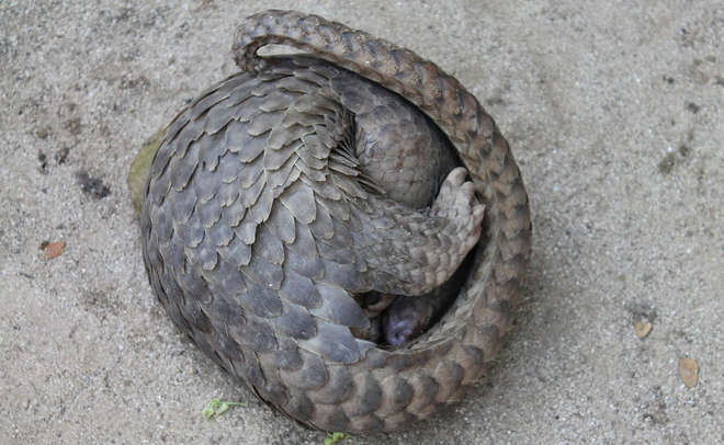  Philippine pangolin rolled up
