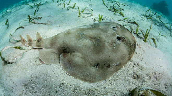 Electric ray sitting on a sandy seabed