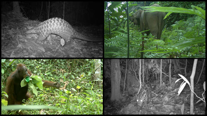 A selection of images from the Instant Wild camera traps