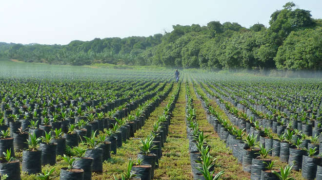 Rows of palm saplings in a field